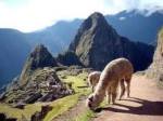 Machu Picchu with Llama